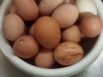 Selling with In-person Payment: Fresh Chicken Eggs 