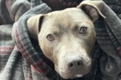   : Arbie