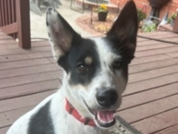   : Bonnie
