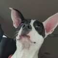   : Phoebe 