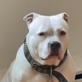   : Luna 