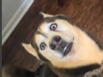   : Zeus