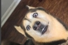   : Zeus