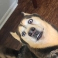   : Zeus