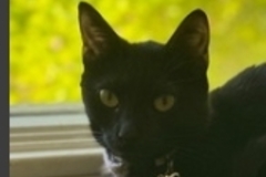   : Onyx