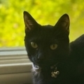   : Onyx