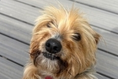   : Frankie