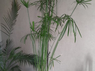 Giving away: Papyrus 