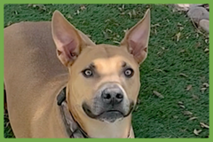  : Buddy