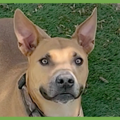  : Buddy