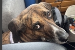   : Biscuit