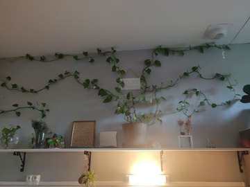 Sales: Pothos 