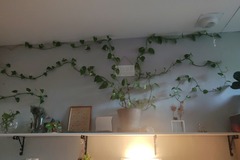 Vente: Pothos 