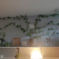 Vente: Pothos 