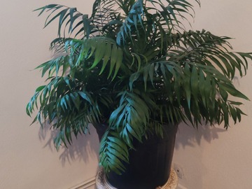 Sales: Chamaedorea