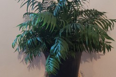 Vente: Chamaedorea