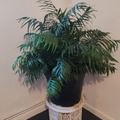 Vente: Chamaedorea