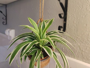 Sales: Chlorophytum laxum