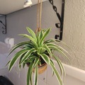 Vente: Chlorophytum laxum