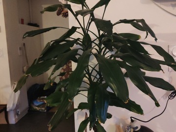 Sales: Dracaena, Janet Lind