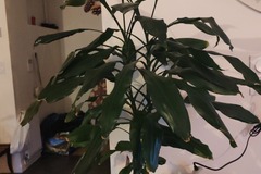 Vente: Dracaena, Janet Lind