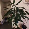 Vente: Dracaena, Janet Lind