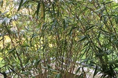 Vente: BAMBOU ET SON POT