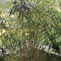 Vente: BAMBOU ET SON POT