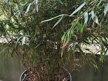 Sales: BAMBOU ET SON POT