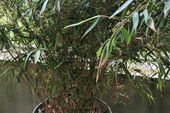 Vente: BAMBOU ET SON POT