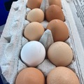Selling with In-person Payment: Selling Farm Fresh Eggs OKC 