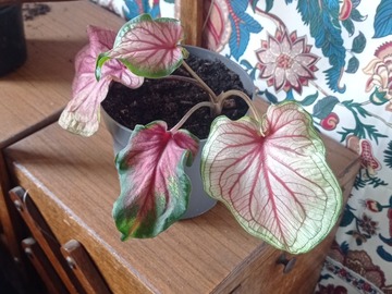 Vente: Caladium Bicolore 
