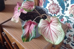 Vente: Caladium Bicolore 