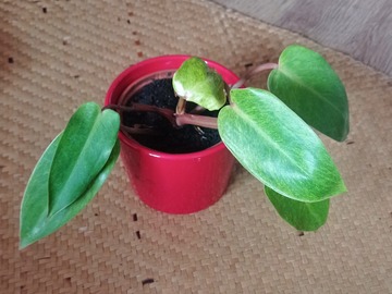 Vente: Jeune philodendron "Painted Lady"