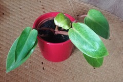 Vente: Jeune philodendron "Painted Lady"