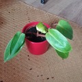 Vente: Jeune philodendron "Painted Lady"