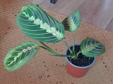 Vente: Maranta Leuconera Fascinator