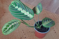 Vente: Maranta Leuconera Fascinator