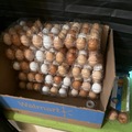 Selling with In-person Payment: Fresh Farm Eggs (UnWash)
