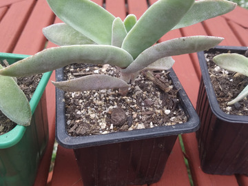 Vente: Crassula Falcata
