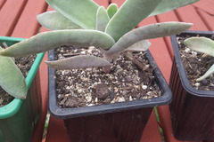 Vente: Crassula Falcata