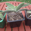 Vente: Crassula Falcata