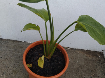 Vente: Strelitzia Nicolai