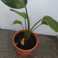 Vente: Strelitzia Nicolai