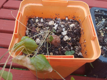 Vente: Dioscorea Elephantipes