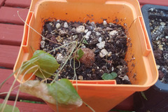 Vente: Dioscorea Elephantipes