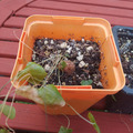 Vente: Dioscorea Elephantipes