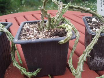 Vente: Orbea Variegata