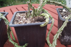 Vente: Orbea Variegata