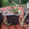 Vente: Orbea Variegata